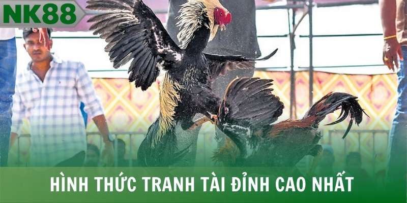 Đá gà Thomo C1 là hình thức tranh tài đỉnh cao nhất