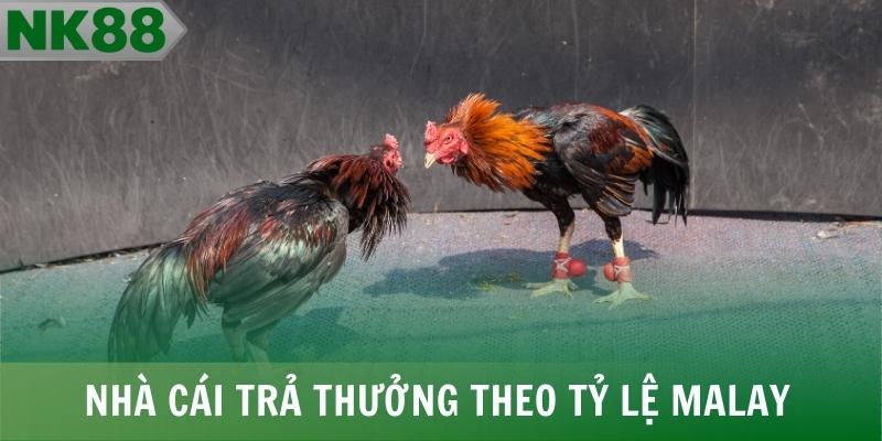 Nhà cái trả thưởng theo tỷ lệ Malay phổ biến