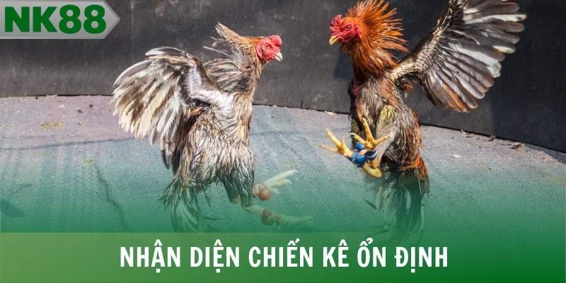 Lịch sử đối đầu giúp nhận diện chiến kê đá gà cựa sắt ổn định